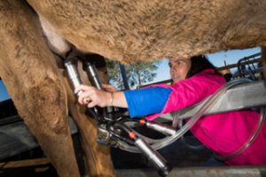 “There’s no manual”: Michelle Philips and camel farming
